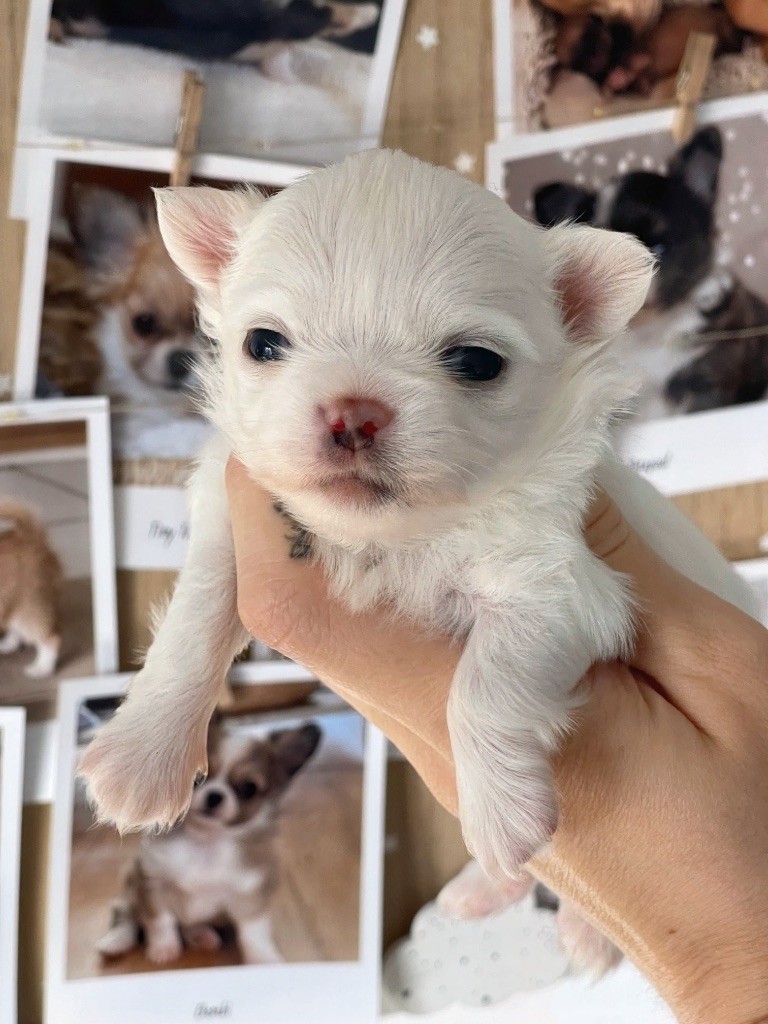 Des Bandits De Tula - Chiot disponible  - Chihuahua