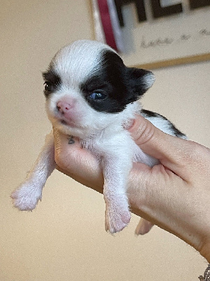 Des Bandits De Tula - Chihuahua - Portée née le 10/11/2024