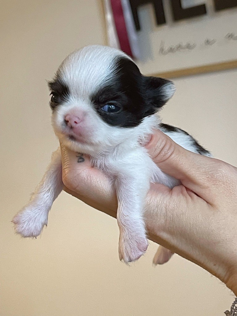 Des Bandits De Tula - Chiot disponible  - Chihuahua