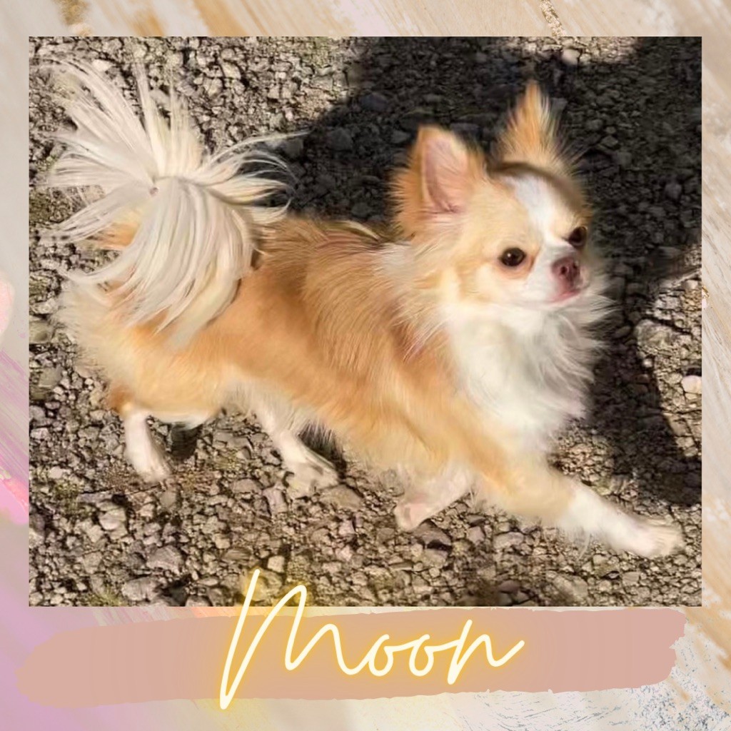 Sailor moon Des Minis Boss