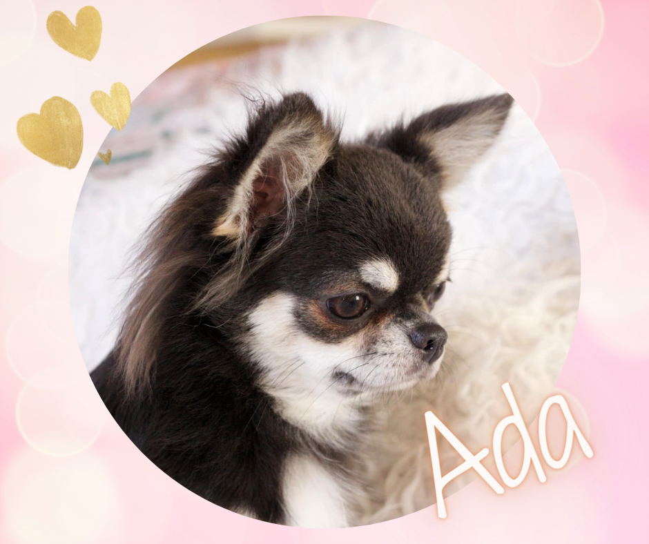 Tohru honda ilharess