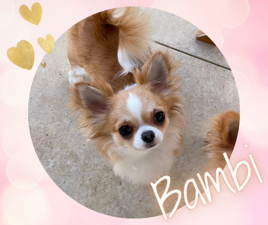 CH. Too cool for school Des Bandits De Tula