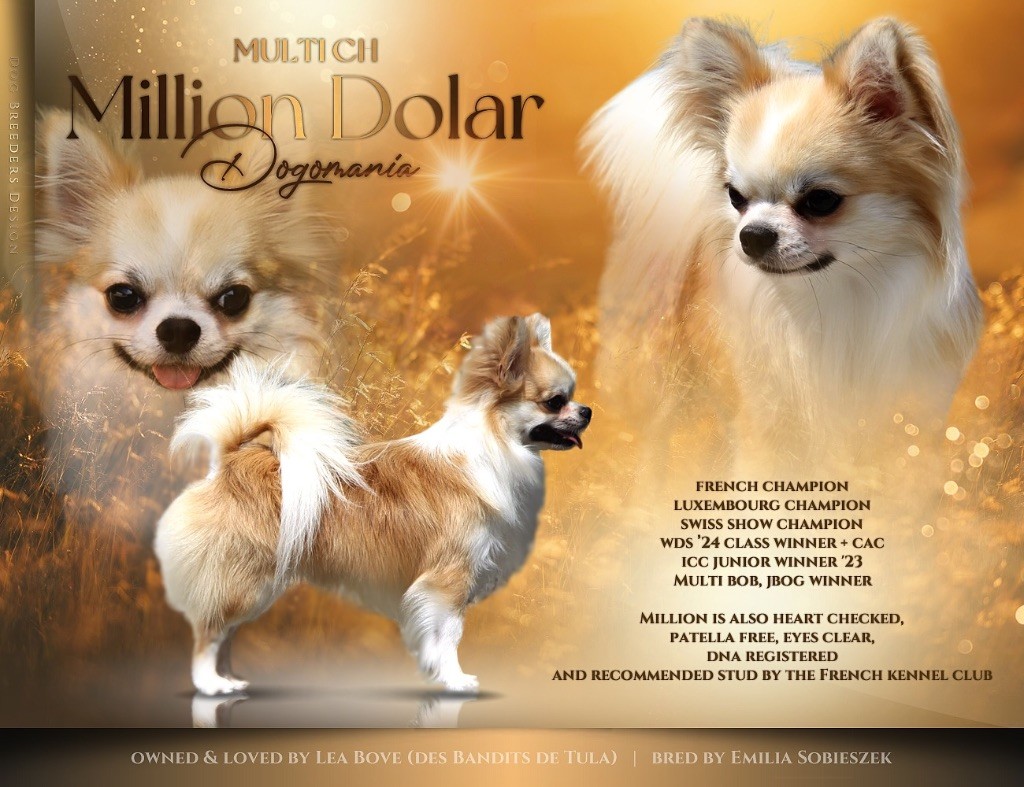 CH. Million dolar dogomania