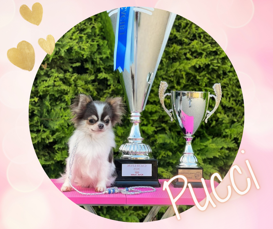 CH. Veni vidi vici Des Bandits De Tula