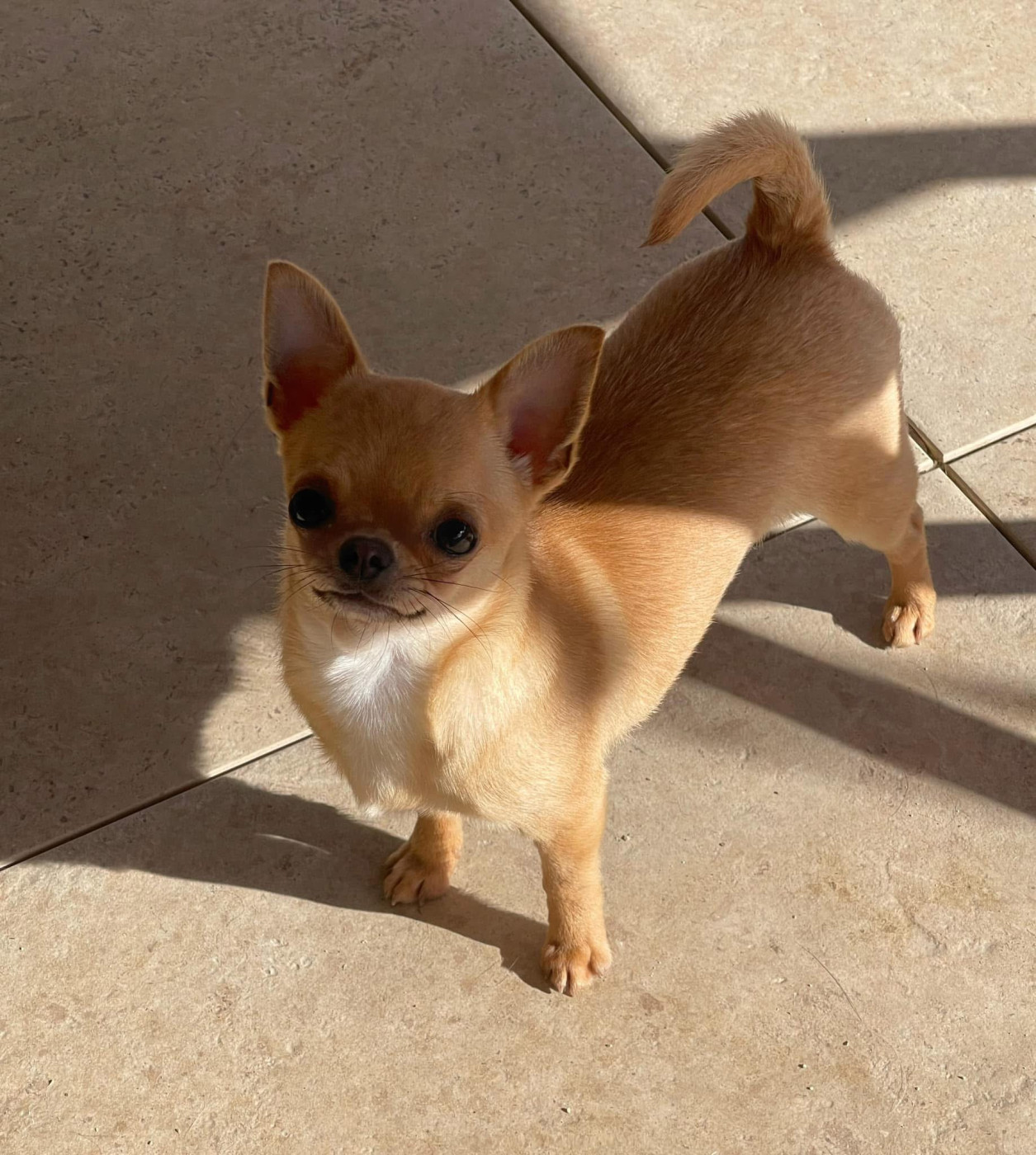 Under A Sky On Fire Des Ours Gris