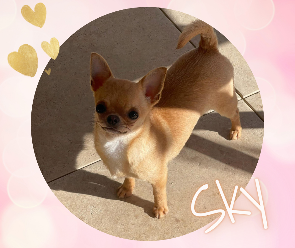 Under A Sky On Fire Des Ours Gris