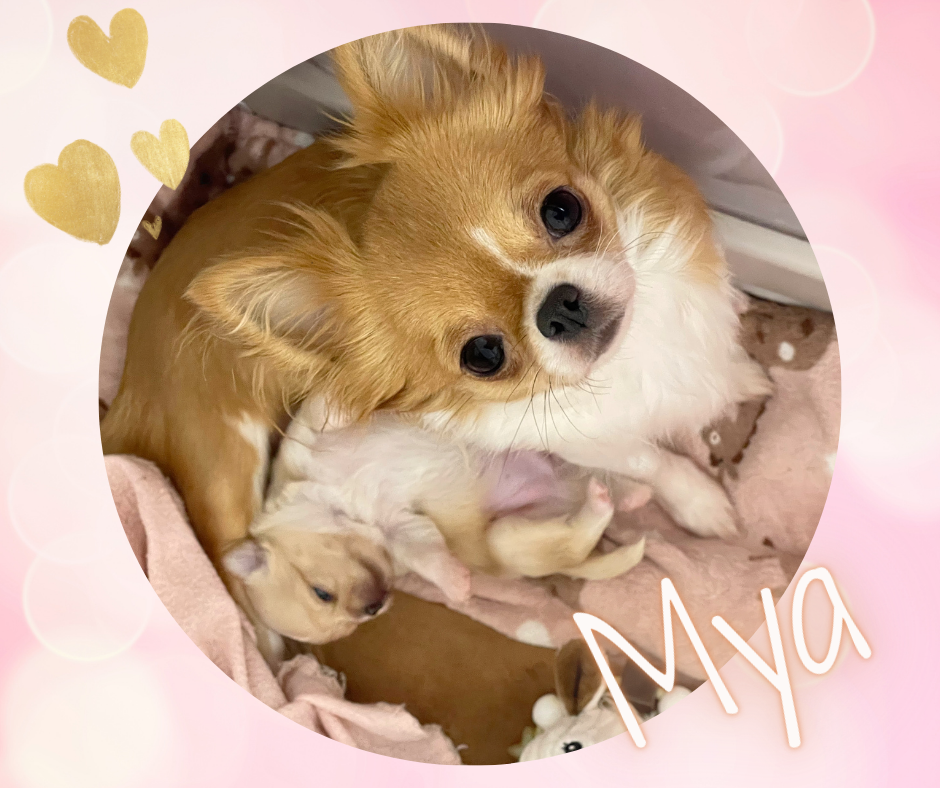 U Cant Touch This Des Bandits De Tula