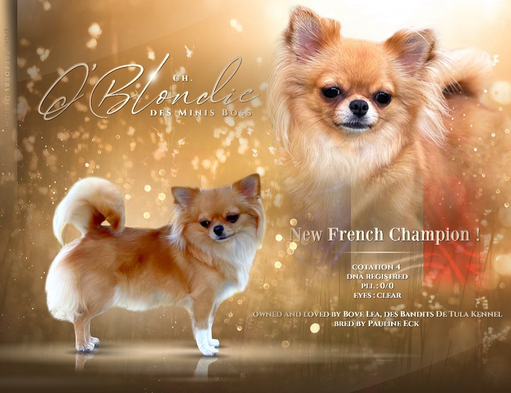 Des Bandits De Tula - Blondie Championne De France !
