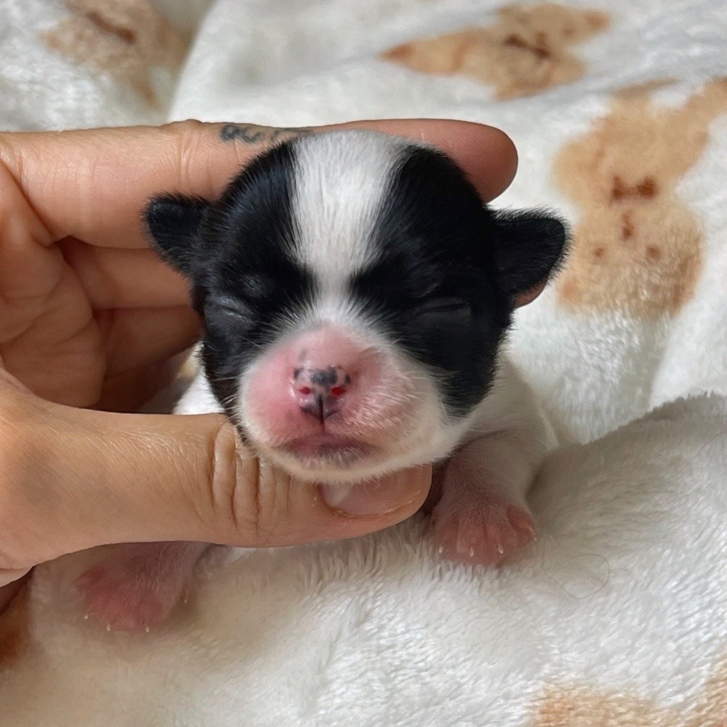 Des Bandits De Tula - Chiots disponibles - Chihuahua