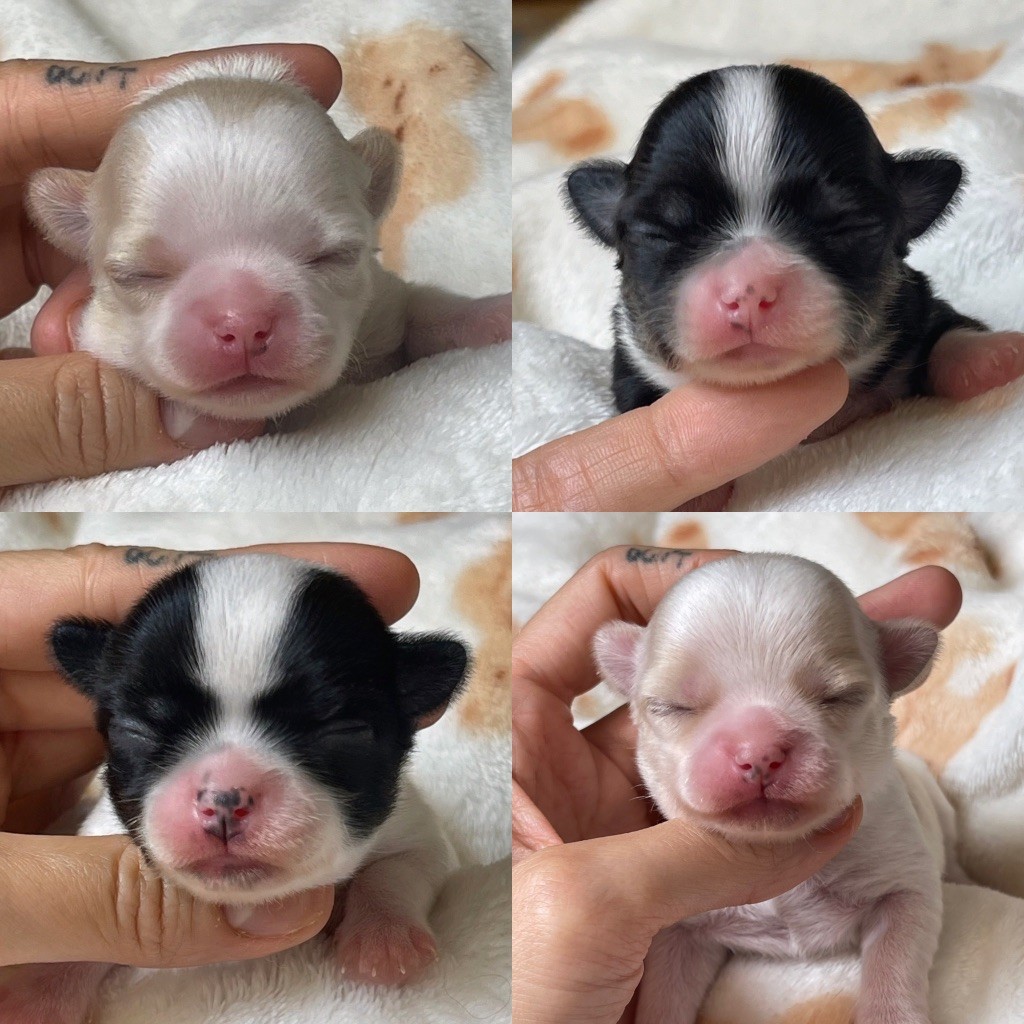 Chiot Chihuahua Des Bandits De Tula