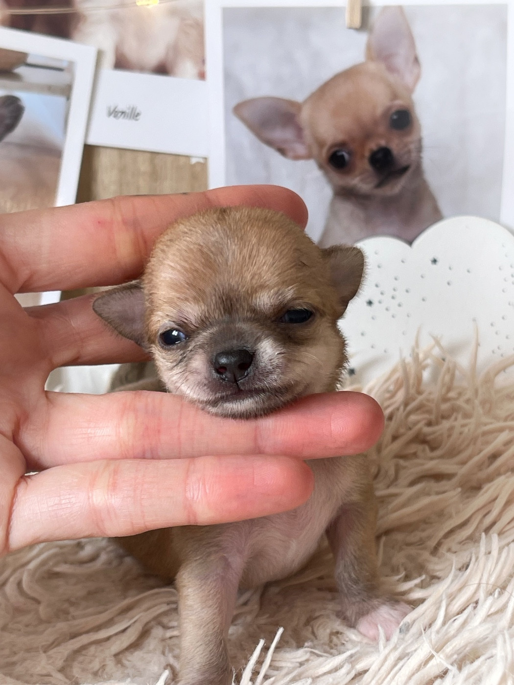 Des Bandits De Tula - Chiots disponibles - Chihuahua