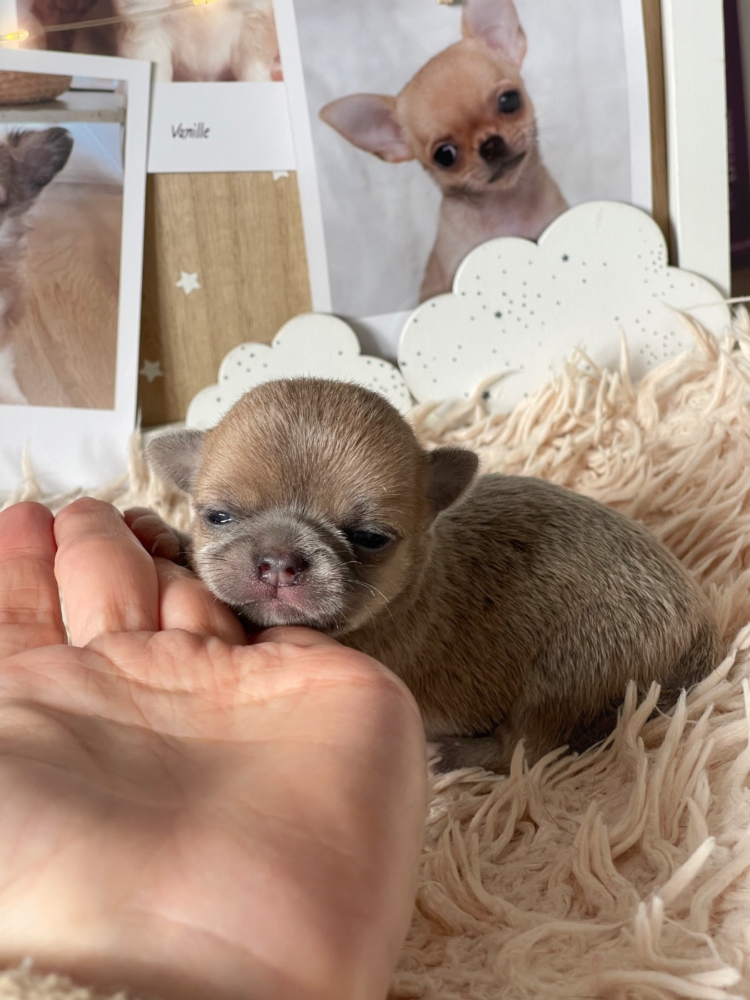 Des Bandits De Tula - Chiots disponibles - Chihuahua