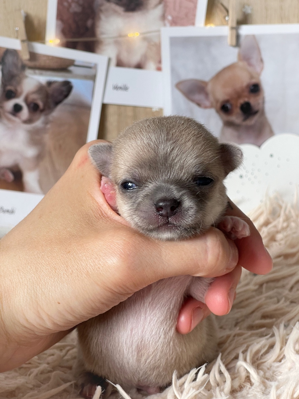 Des Bandits De Tula - Chiots disponibles - Chihuahua