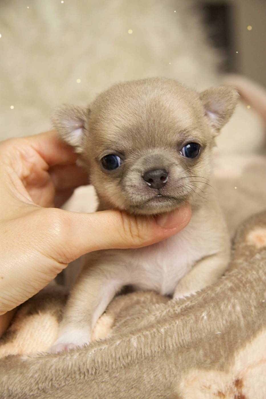 Des Bandits De Tula - Chiots disponibles - Chihuahua