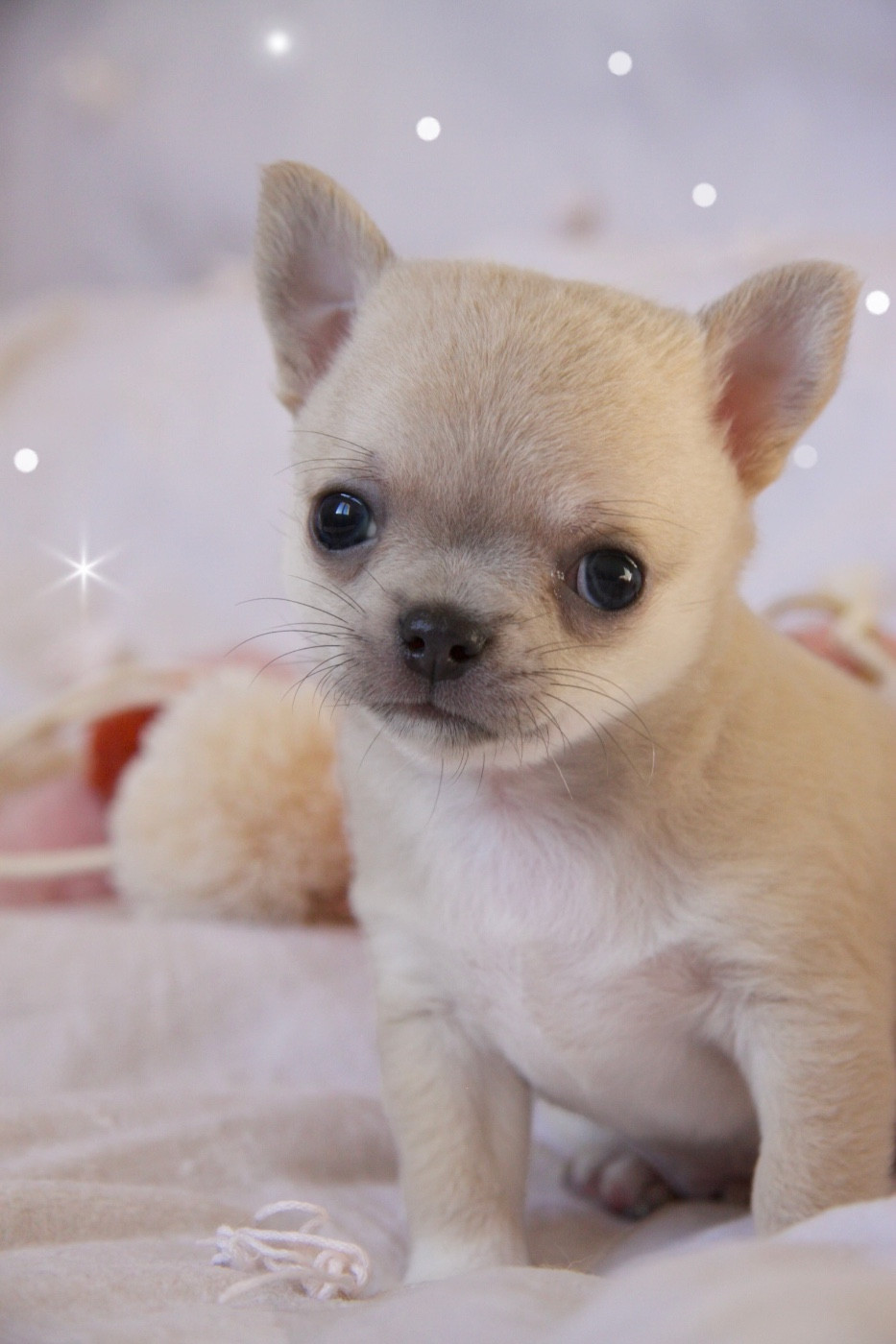 Des Bandits De Tula - Chiots disponibles - Chihuahua