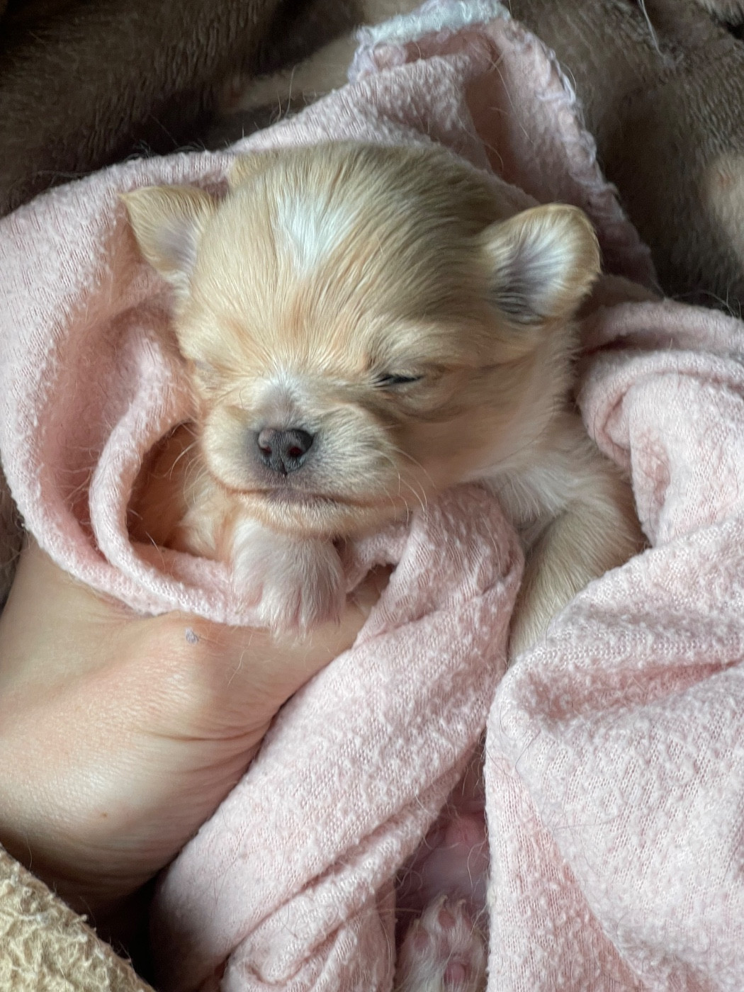 Des Bandits De Tula - Chiots disponibles - Chihuahua