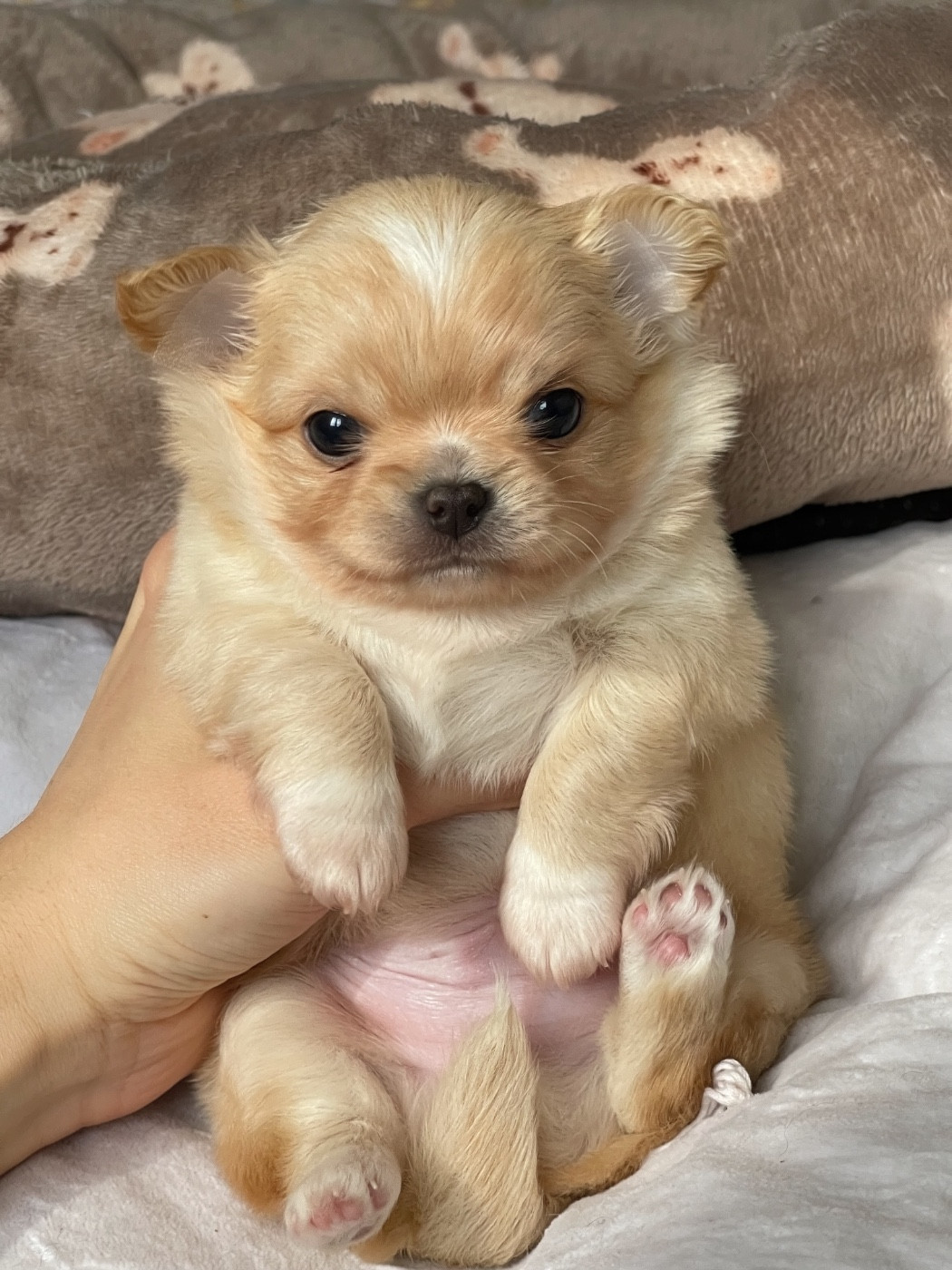 Des Bandits De Tula - Chiots disponibles - Chihuahua