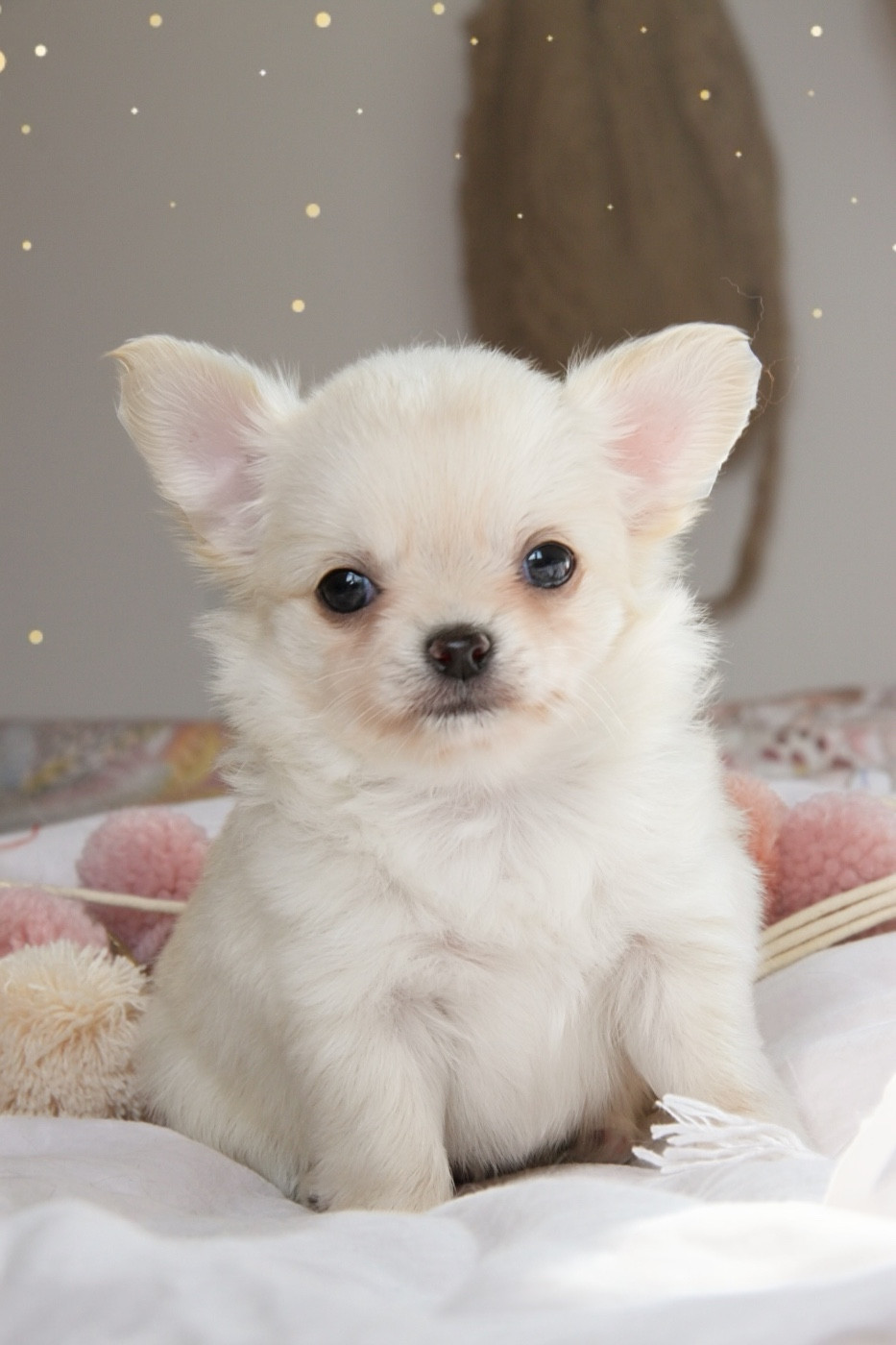 Des Bandits De Tula - Chiots disponibles - Chihuahua