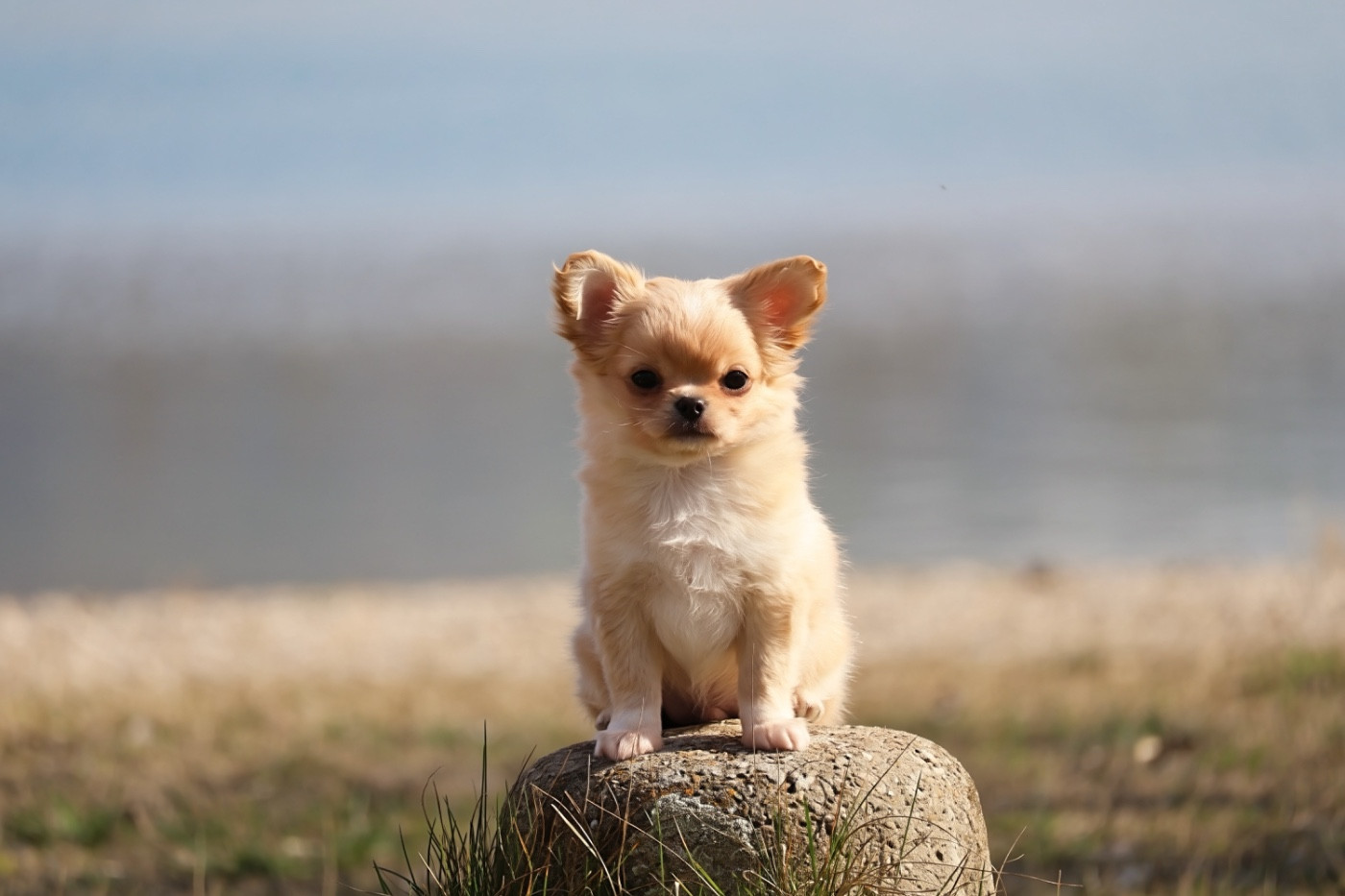 Des Bandits De Tula - Chiots disponibles - Chihuahua