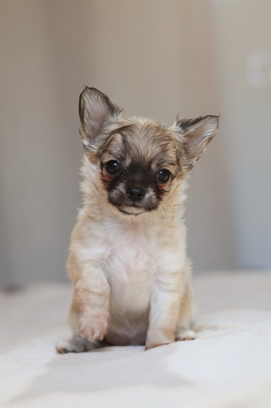 Des Bandits De Tula - Chiots disponibles - Chihuahua
