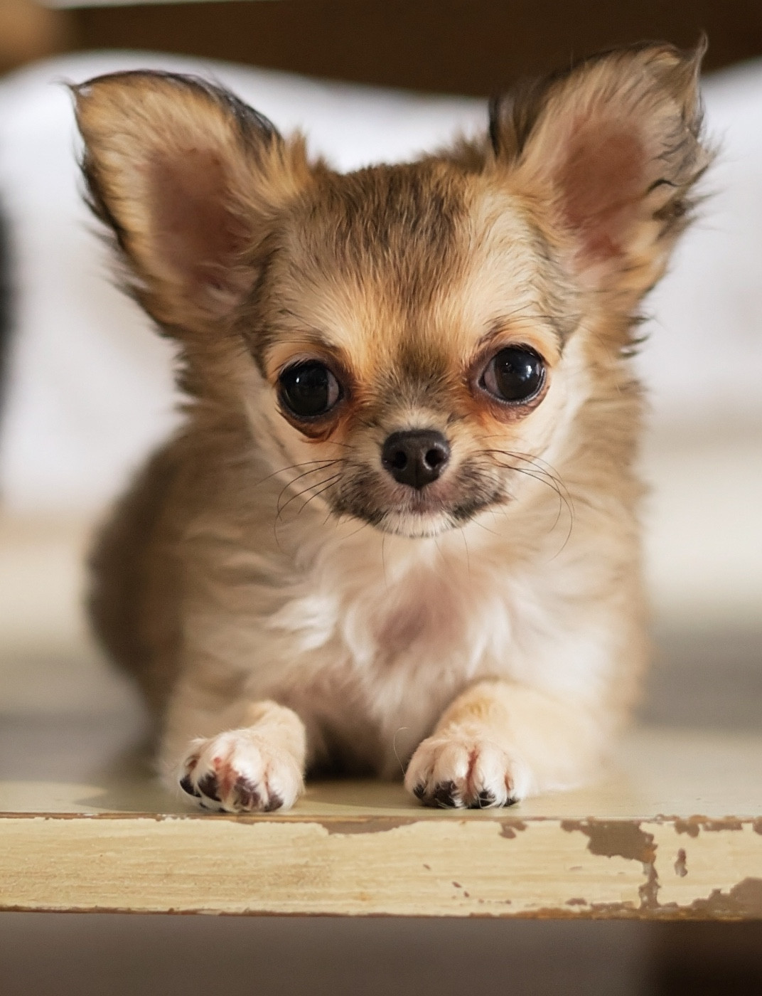 Des Bandits De Tula - Chiots disponibles - Chihuahua