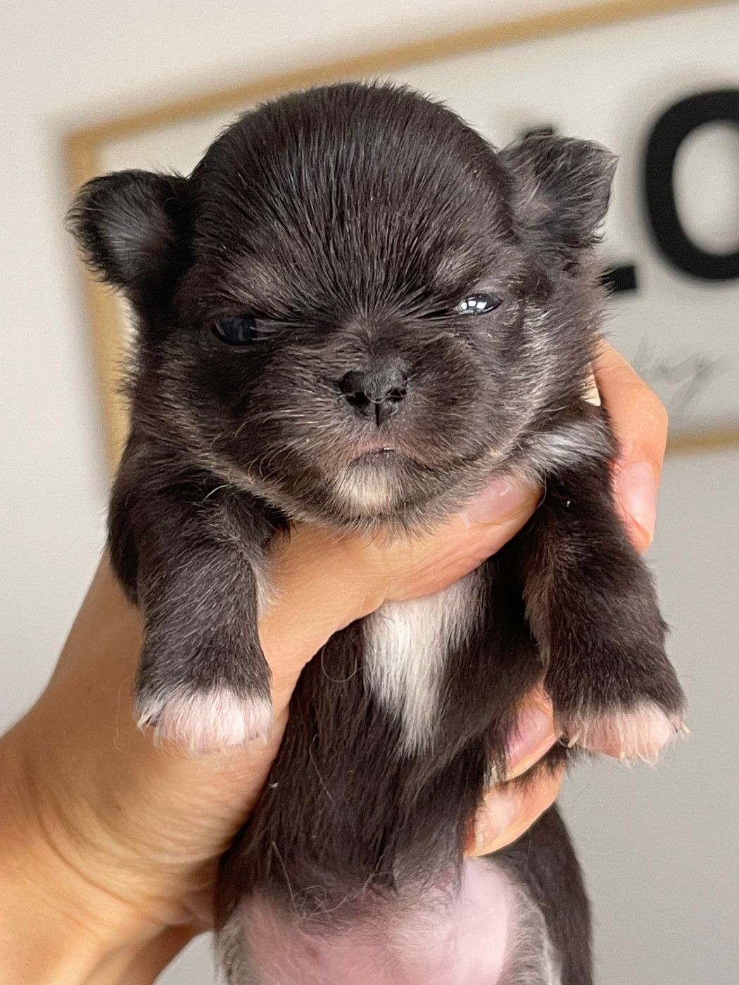 Des Bandits De Tula - Chiots disponibles - Chihuahua