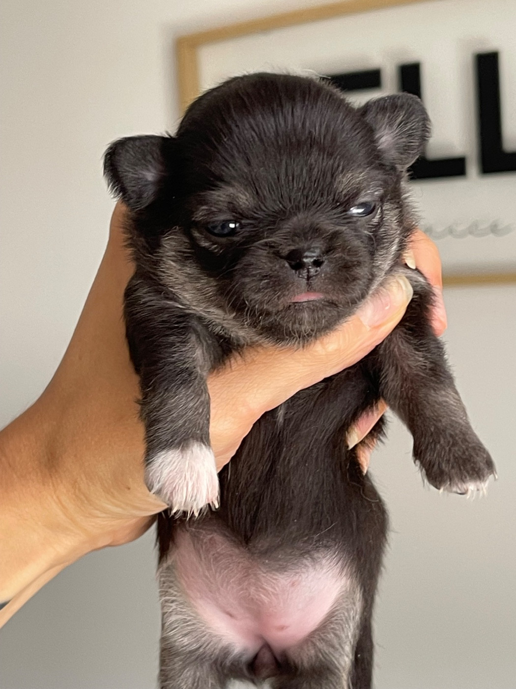 Des Bandits De Tula - Chiots disponibles - Chihuahua