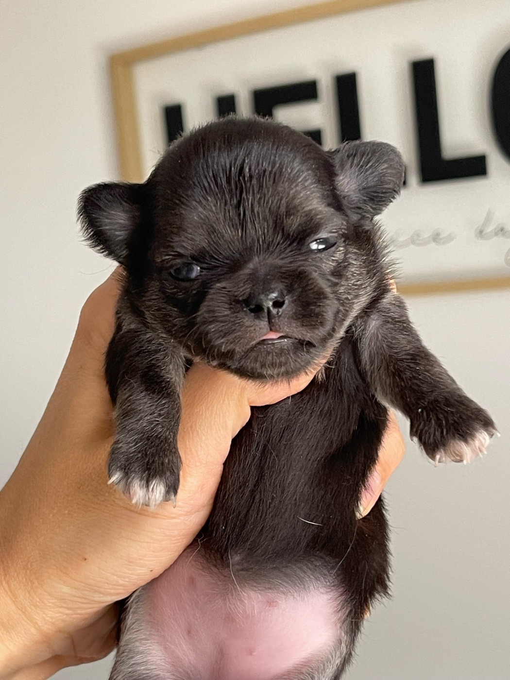 Des Bandits De Tula - Chiots disponibles - Chihuahua