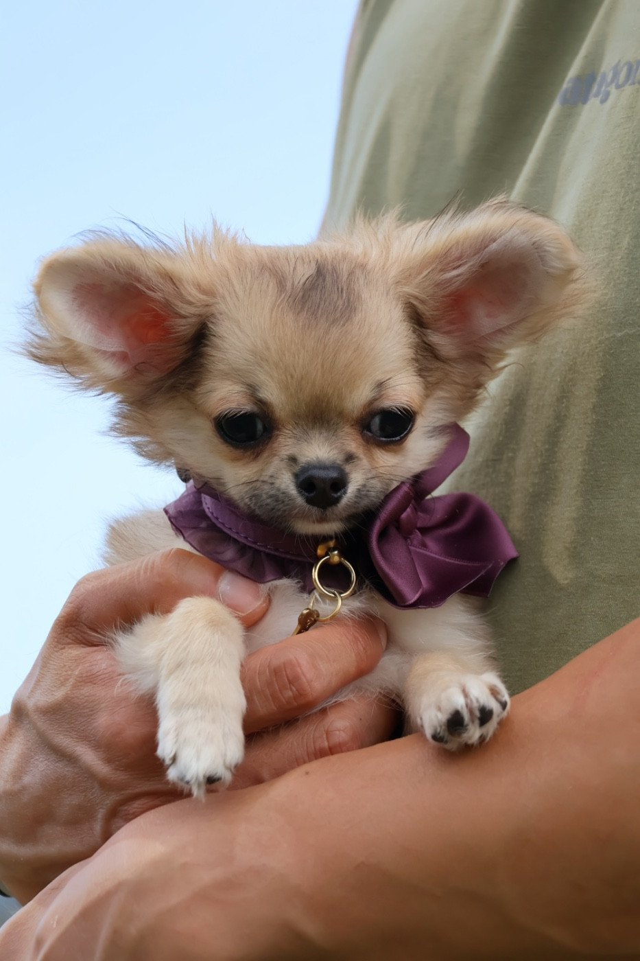 Male Petit gabarit