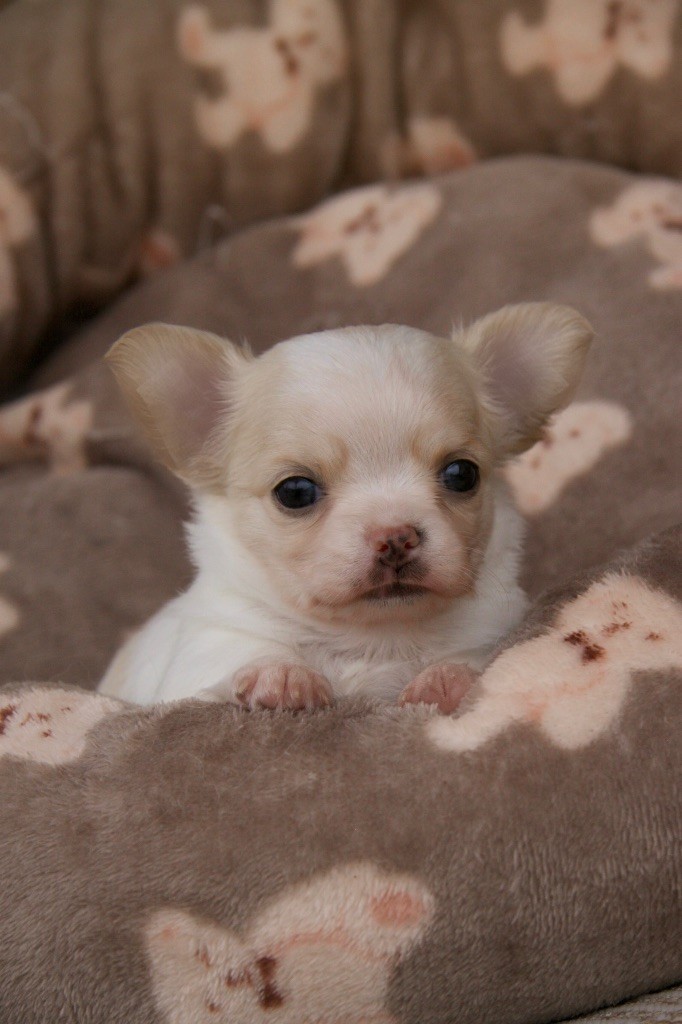Des Bandits De Tula - Chiots disponibles - Chihuahua