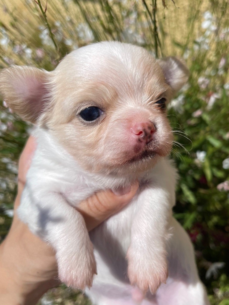 Des Bandits De Tula - Chiots disponibles - Chihuahua