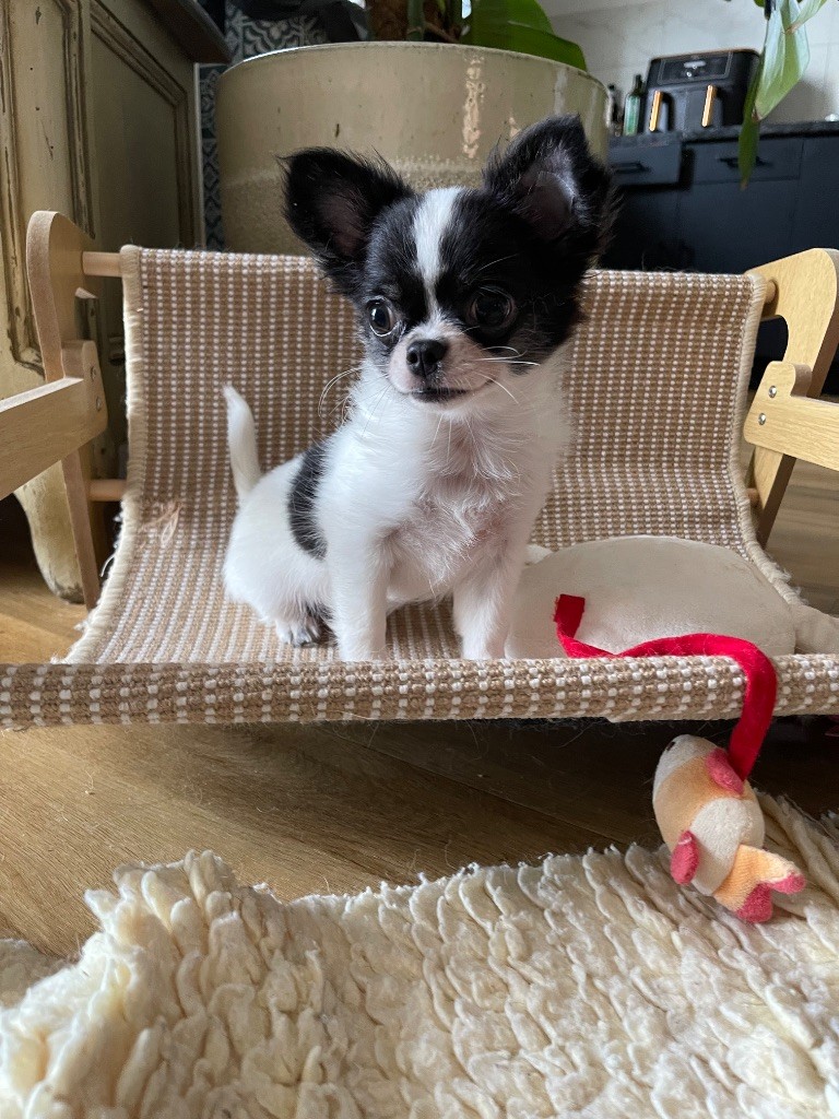 Des Bandits De Tula - Chiots disponibles - Chihuahua