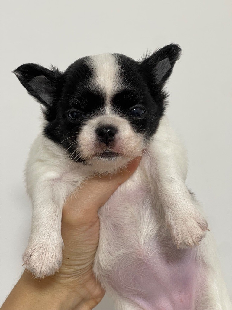 Des Bandits De Tula - Chiots disponibles - Chihuahua
