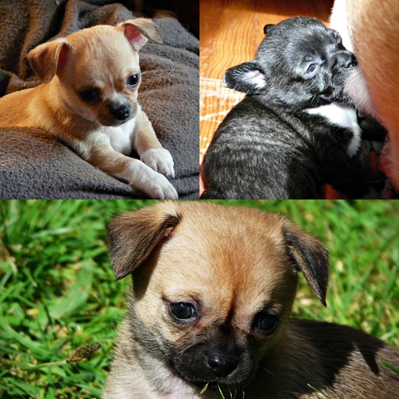 Chiot Chihuahua Des Bandits De Tula
