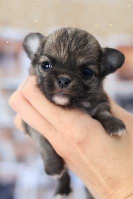 Chiot N°3