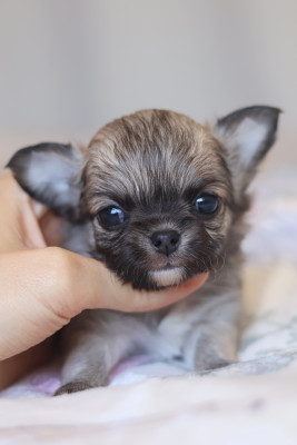 Chiot N°3