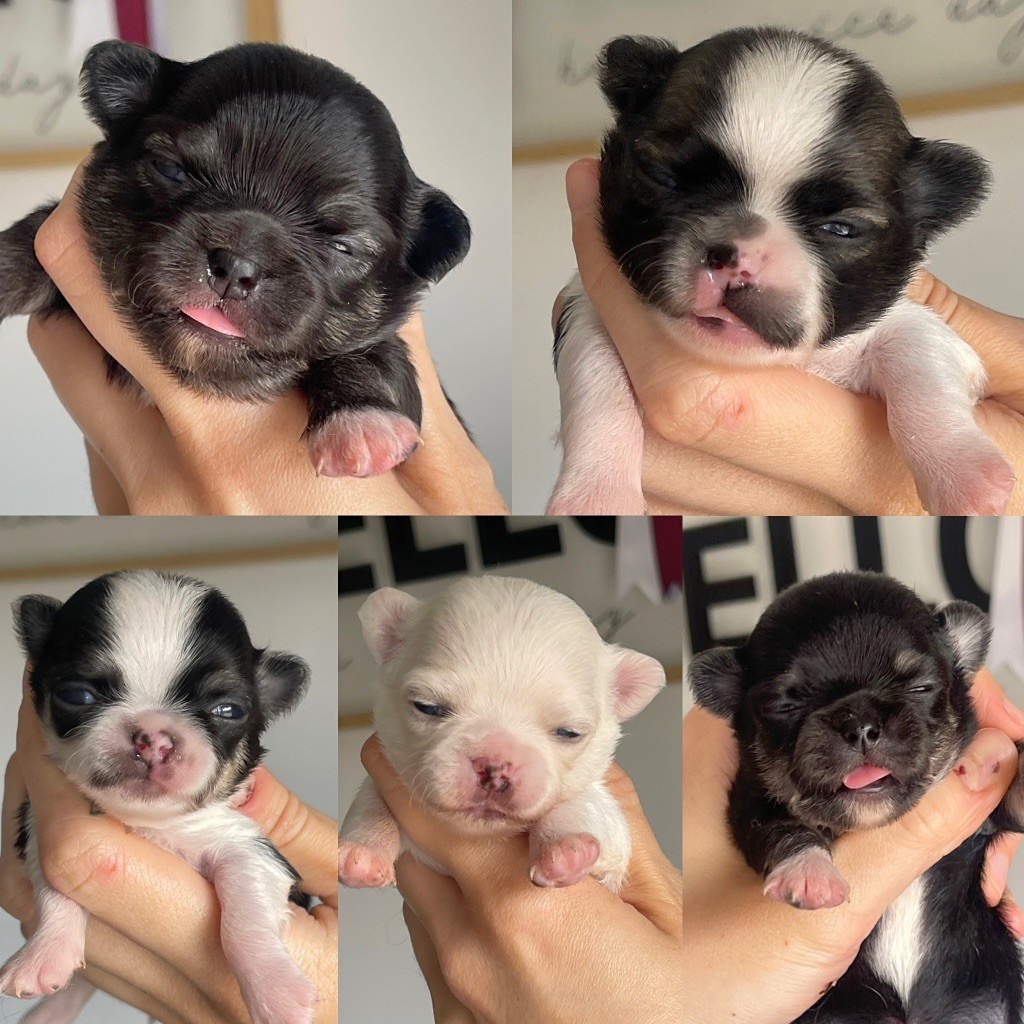 Chiot Chihuahua Des Bandits De Tula