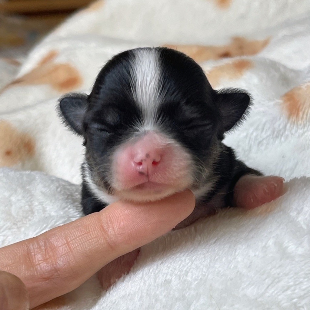 Des Bandits De Tula - Chiots disponibles - Chihuahua