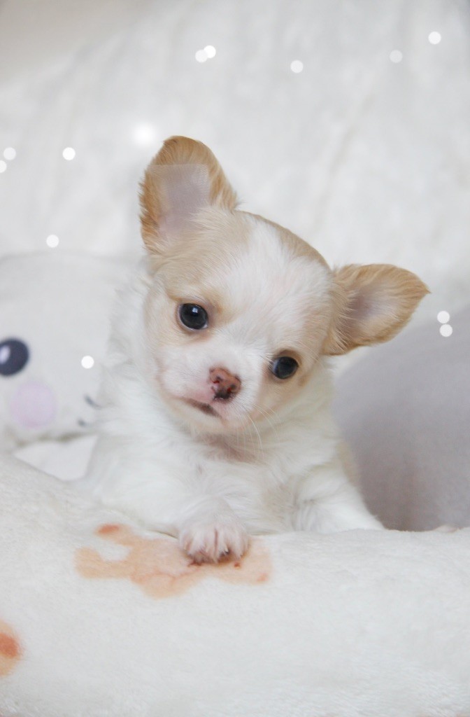 Des Bandits De Tula - Chiots disponibles - Chihuahua