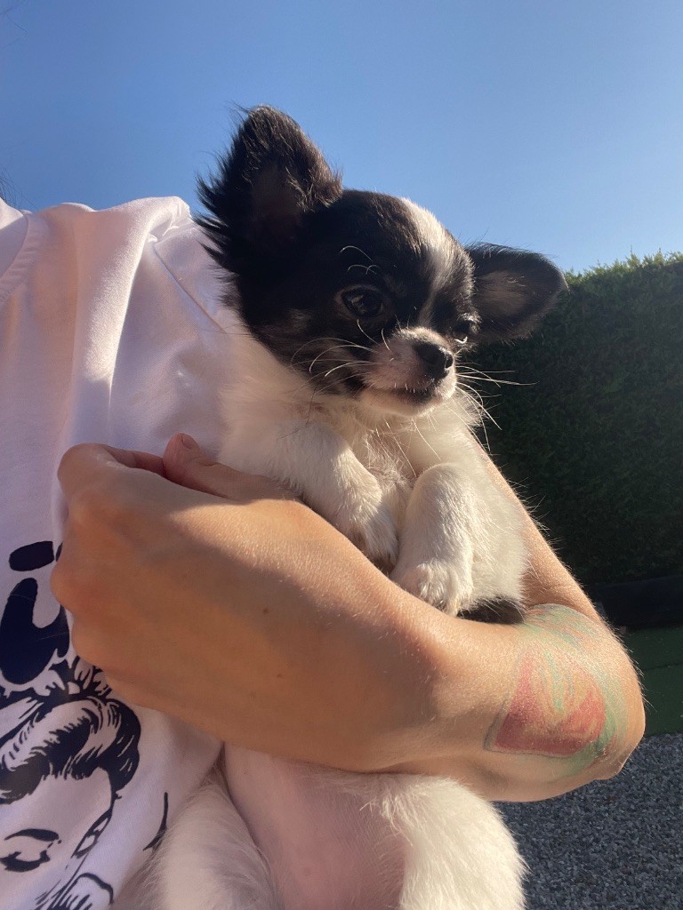 Des Bandits De Tula - Chiots disponibles - Chihuahua