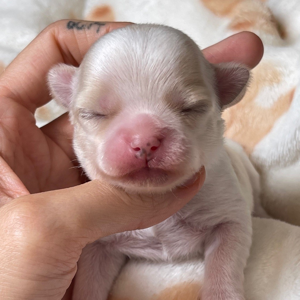 Des Bandits De Tula - Chiots disponibles - Chihuahua
